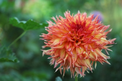 Photo of Beautiful blooming dahlia flower outdoors in green garden, closeup