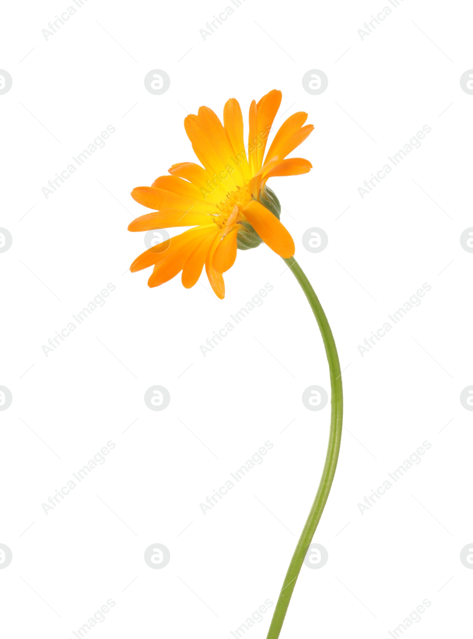 Photo of Fresh beautiful calendula flower isolated on white