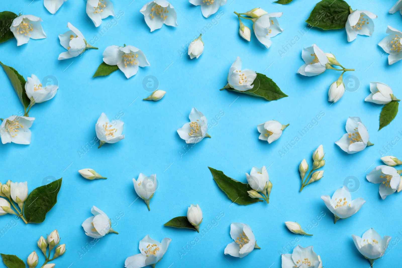 Photo of Flat lay composition with beautiful jasmine flowers on light blue background