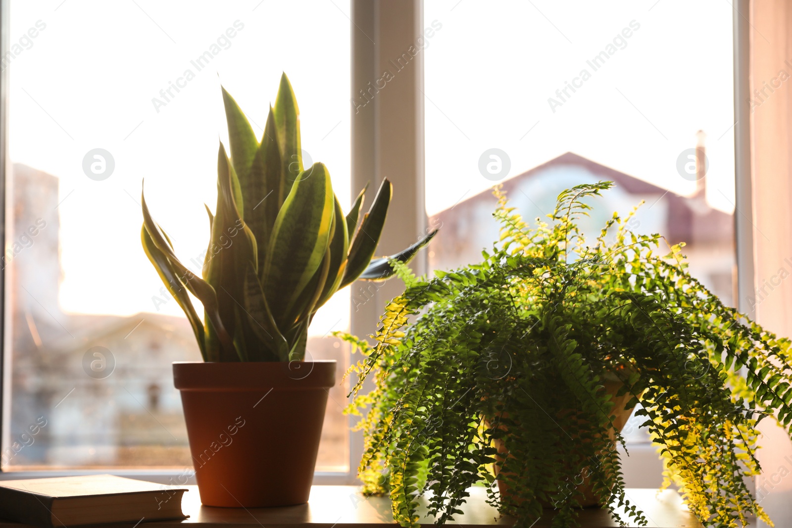 Photo of Potted plants and book on table at home