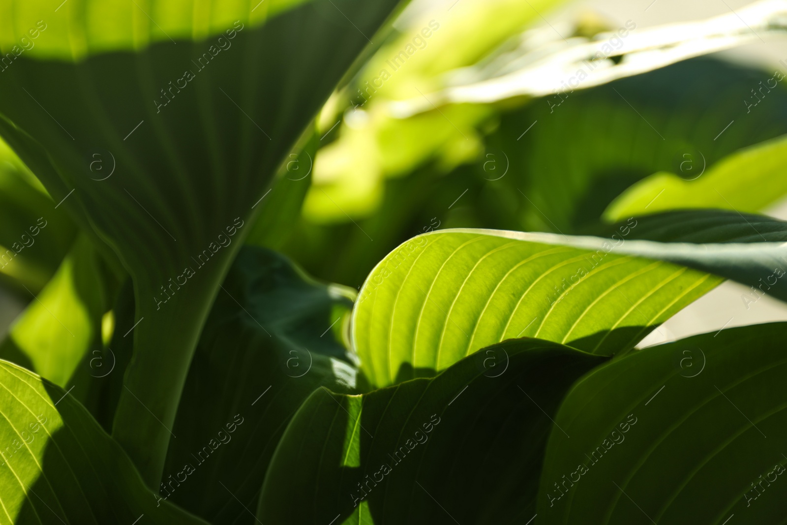 Photo of Hosts green leaves, closeup