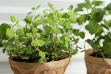 Aromatic potted oregano and melissa on windowsill indoors, closeup