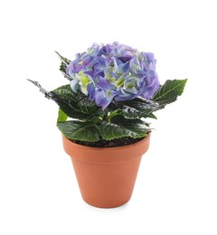 Photo of Beautiful blooming hydrangea flower in pot on white background