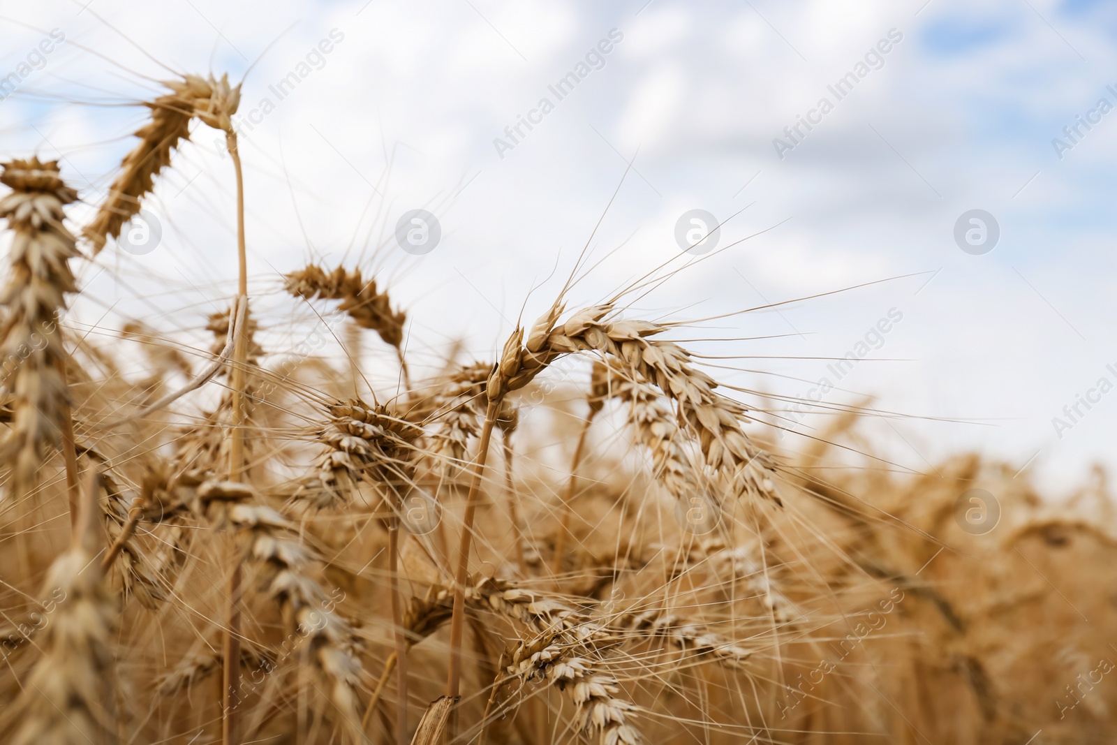 Photo of Ripe wheat spikes in agricultural field, closeup