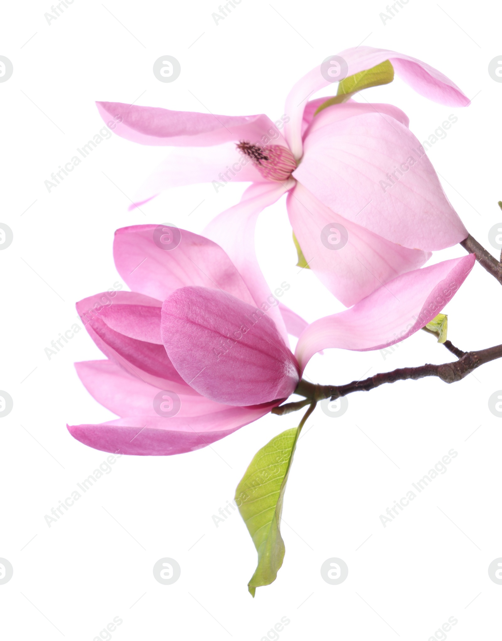 Photo of Beautiful pink magnolia flowers isolated on white