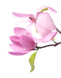 Photo of Beautiful pink magnolia flowers isolated on white