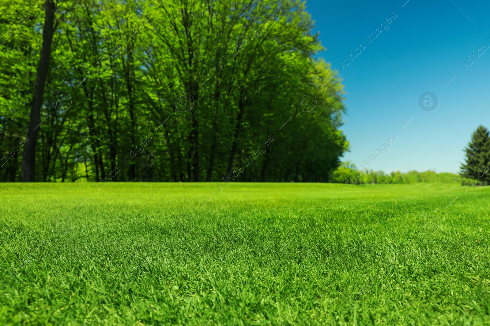 Photo of Beautiful view of landscape with fresh green grass and trees outdoors