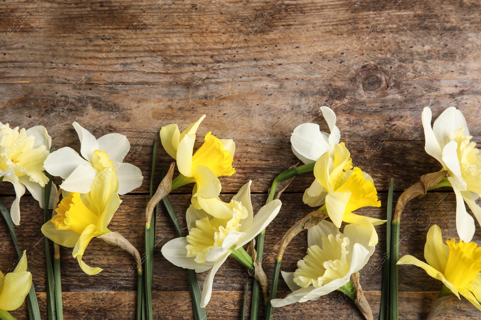 Photo of Flat lay composition with daffodils and space for text on wooden background. Fresh spring flowers