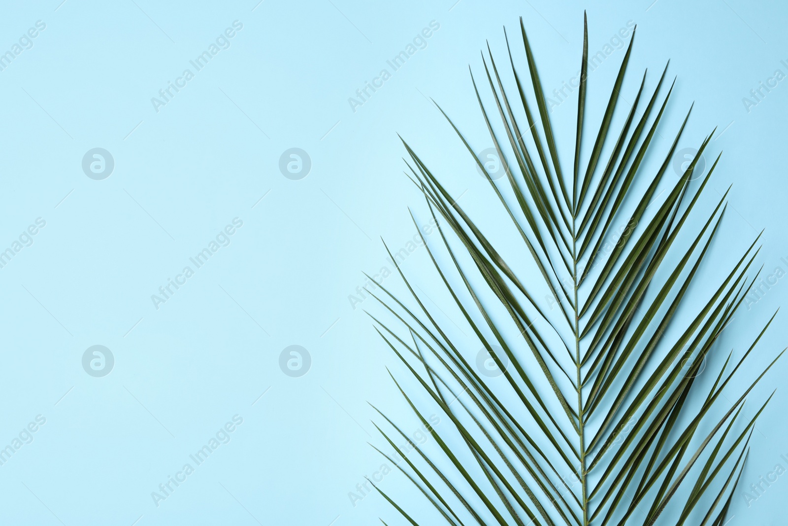 Photo of Leaf of tropical palm tree on color background, top view with space for text