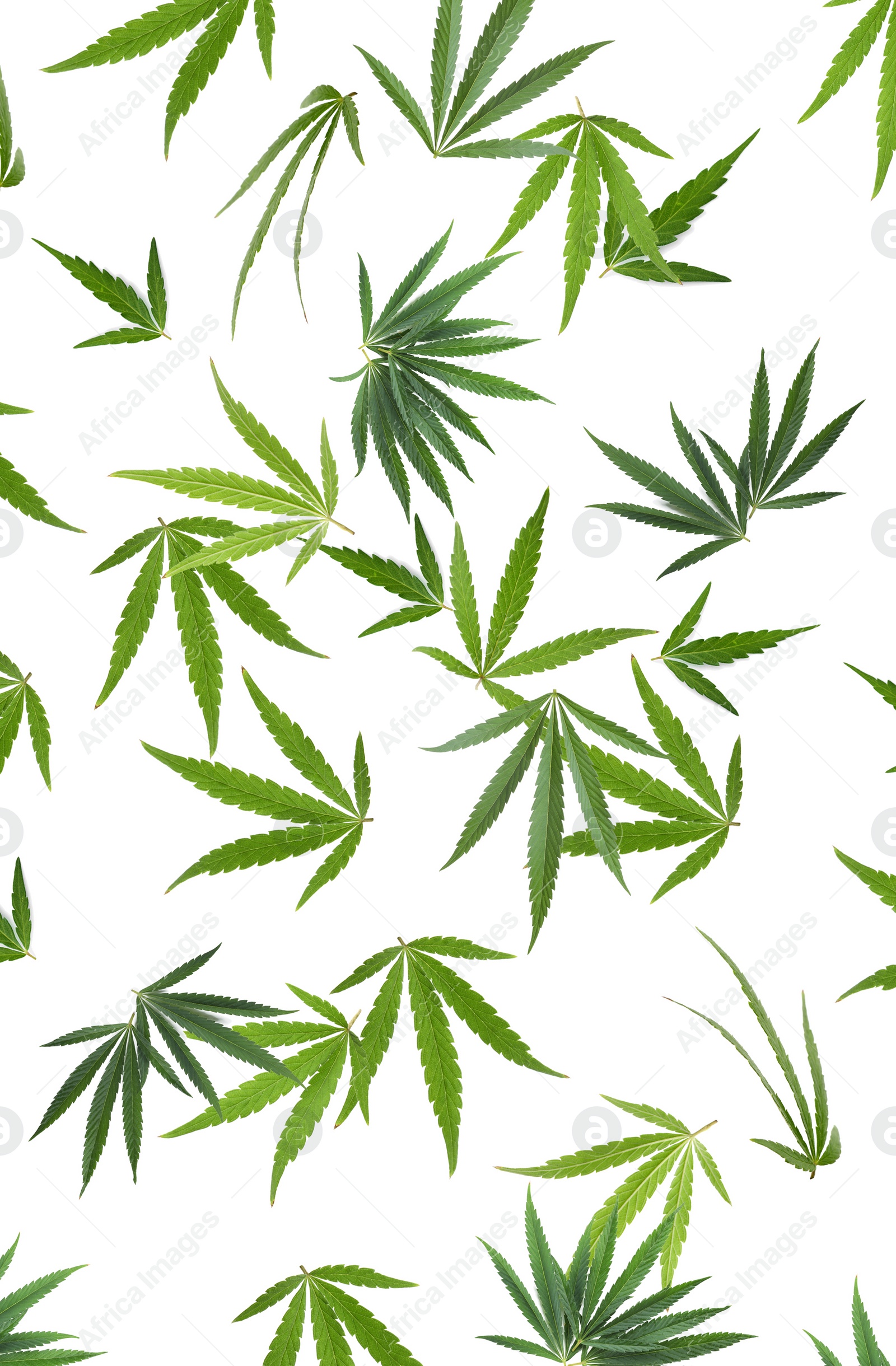 Image of Green hemp leaves falling on white background