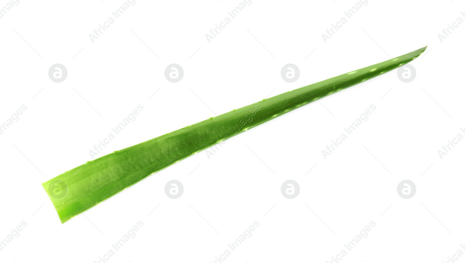 Photo of Aloe vera leaf on white background