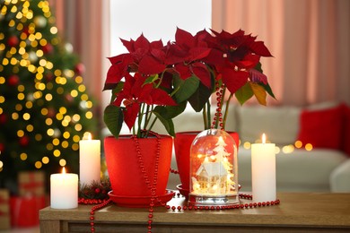Potted poinsettias, burning candles and festive decor on wooden table in room. Christmas traditional flower