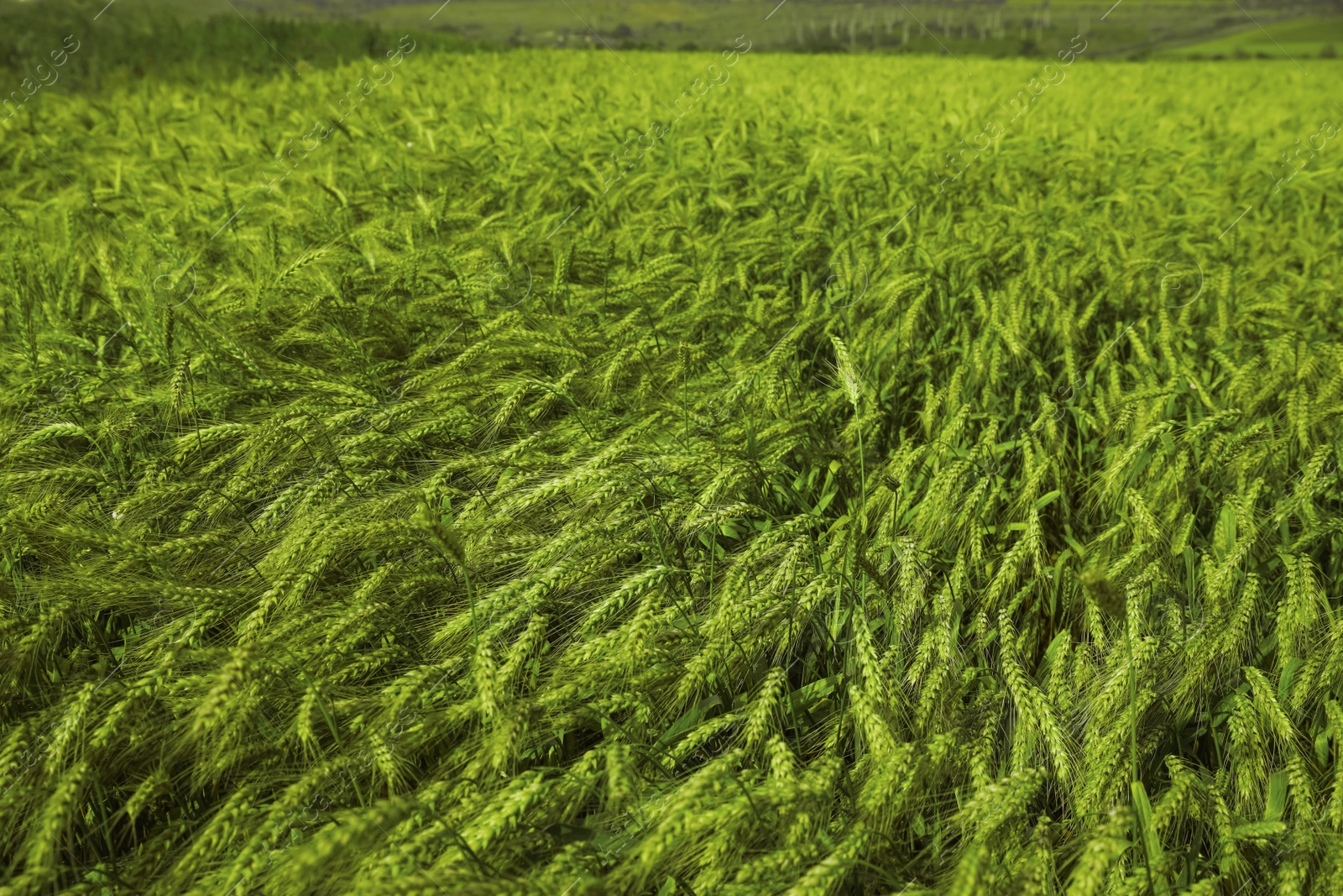 Photo of Beautiful agricultural field with ripening wheat crop