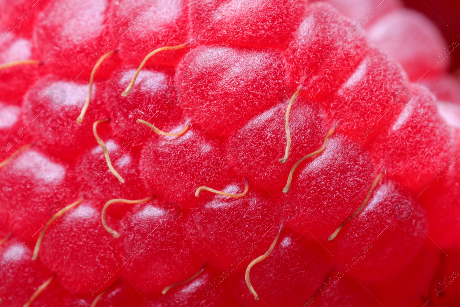 Photo of Texture of fresh ripe raspberry, macro view