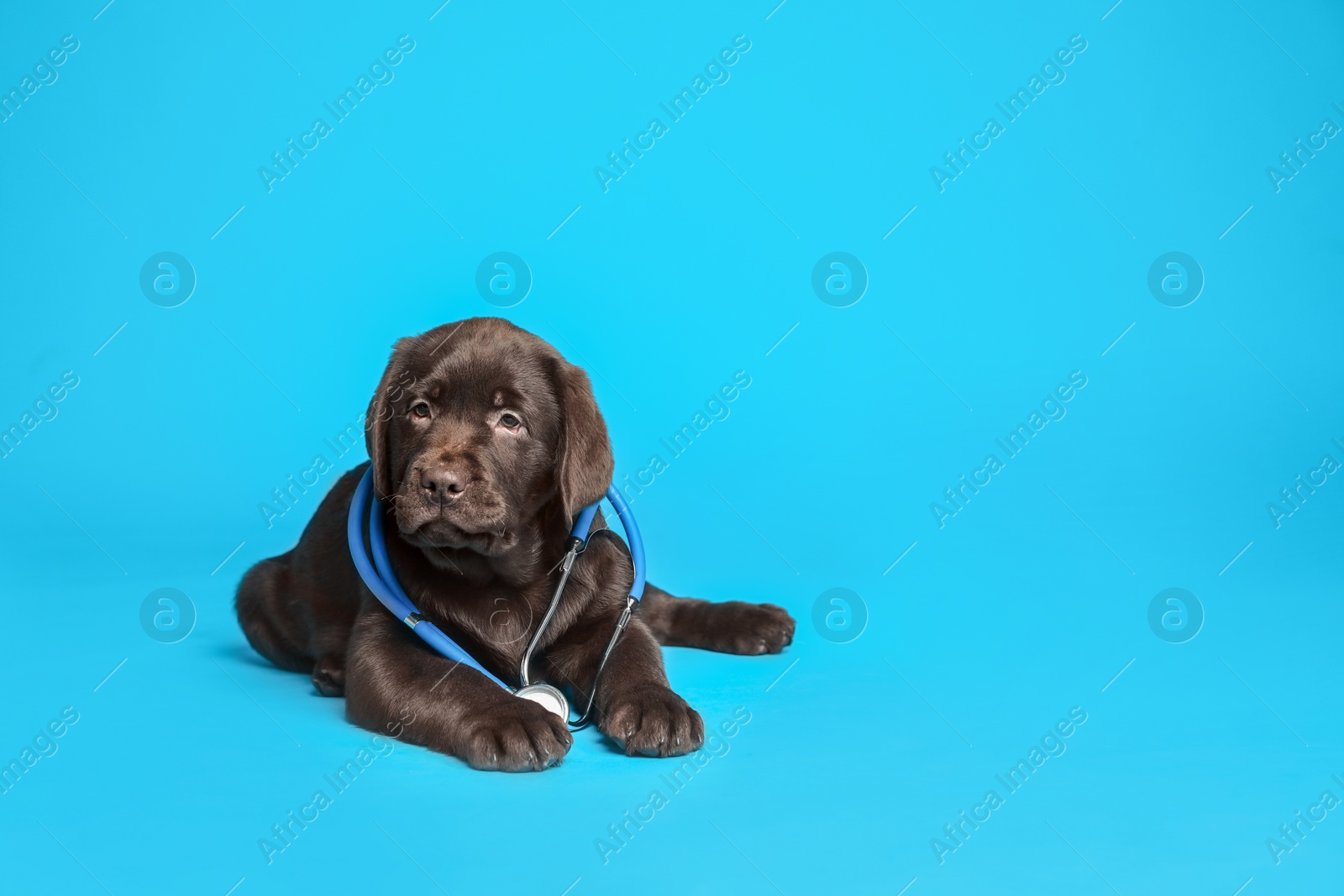 Photo of Cute Labrador dog with stethoscope as veterinarian on light blue background. Space for text