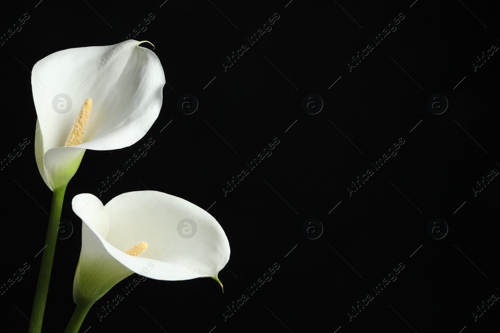 Photo of Beautiful calla lily flowers on black background. Space for text