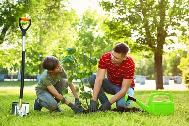 Photo of Dad and son planting tree together in park on sunny day