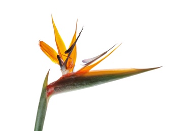 Beautiful bird of paradise flower on white background. Tropical plant