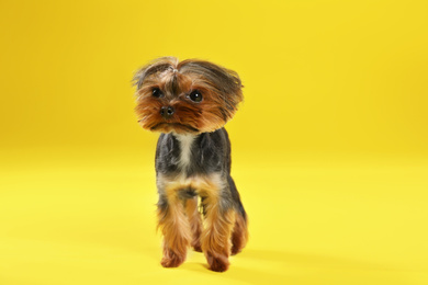 Photo of Cute Yorkshire terrier dog on yellow background