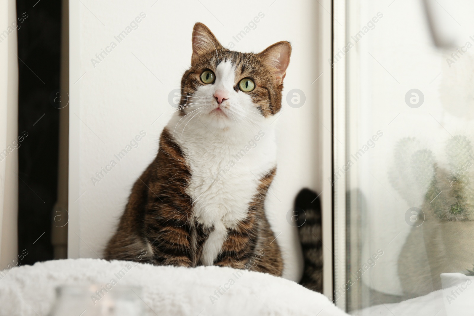 Photo of Cute cat on window sill at home. Adorable pet