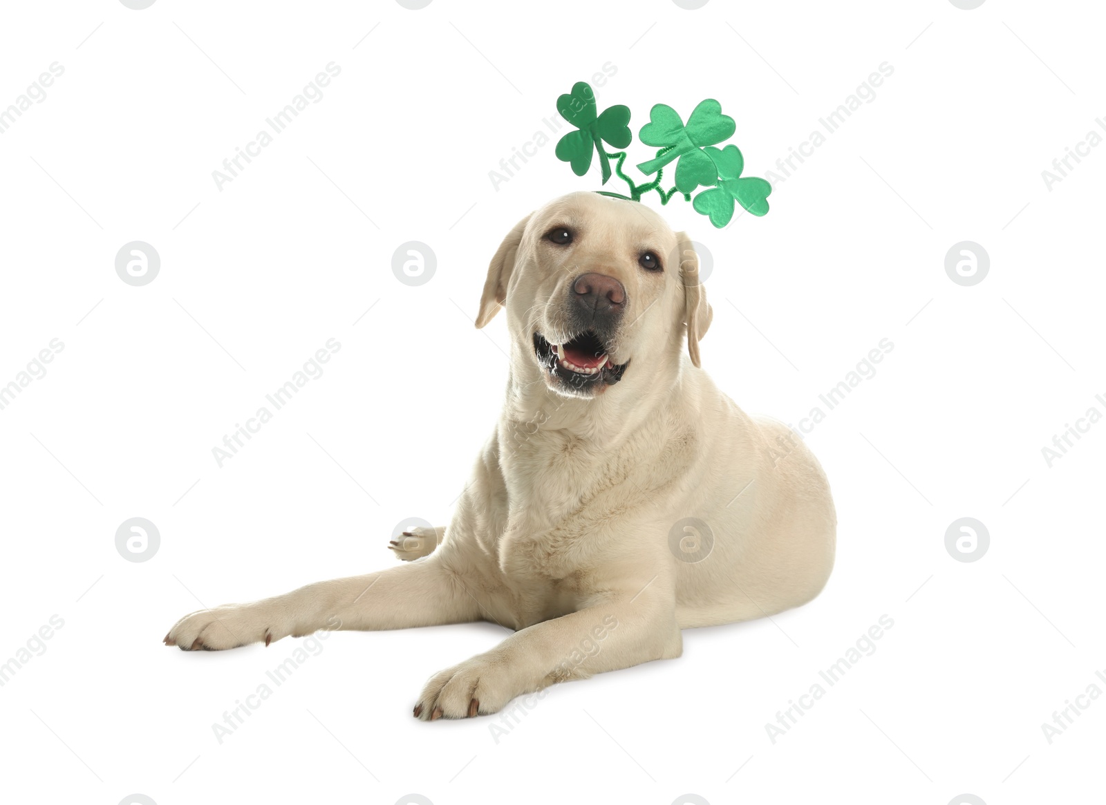 Photo of Labrador retriever with clover leaves headband on white background. St. Patrick's day