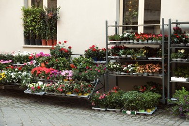Photo of Many different plants near building. Florist shop