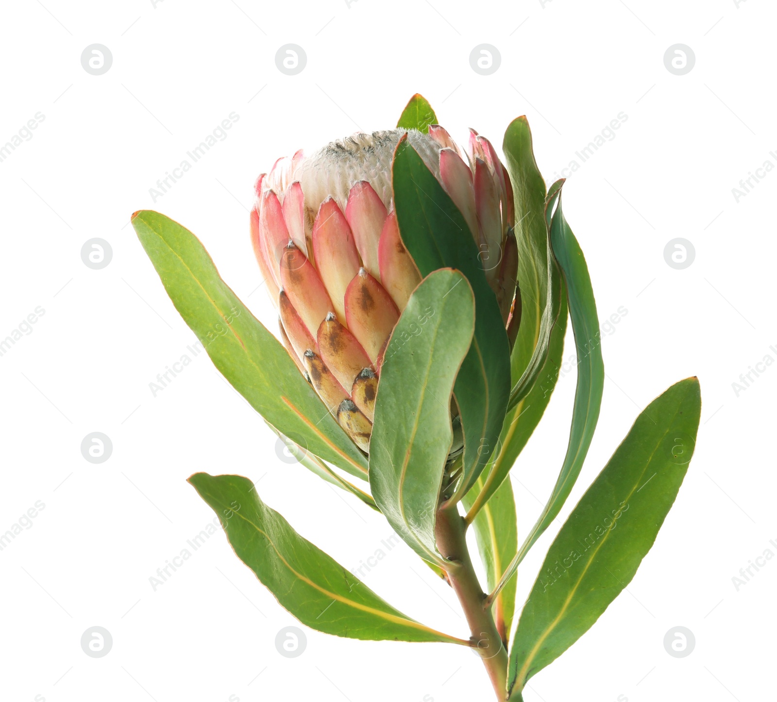 Photo of Beautiful protea flower on white background. Tropical plant