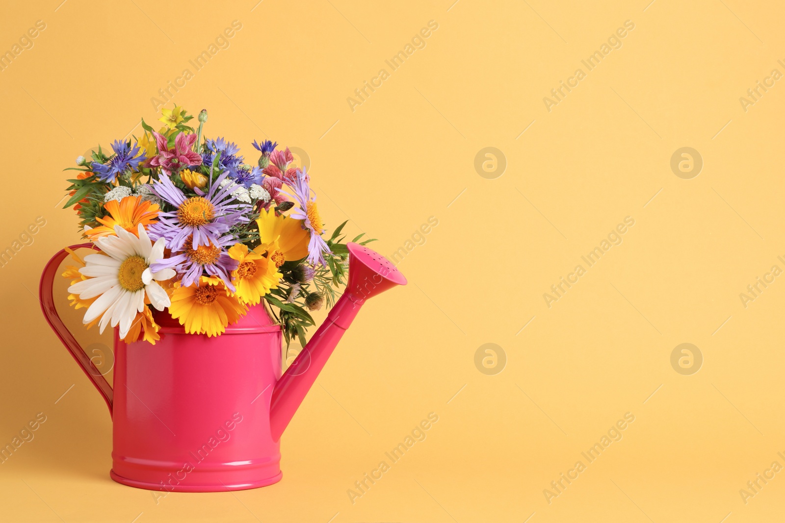 Photo of Pink watering can with beautiful flowers on yellow background, space for text