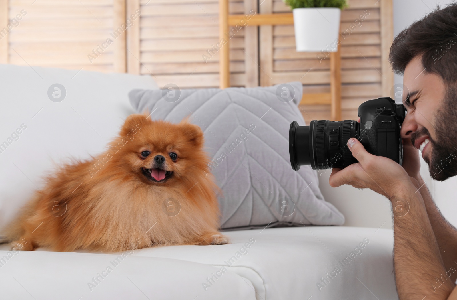 Photo of Professional animal photographer taking picture of beautiful Pomeranian spitz dog at home