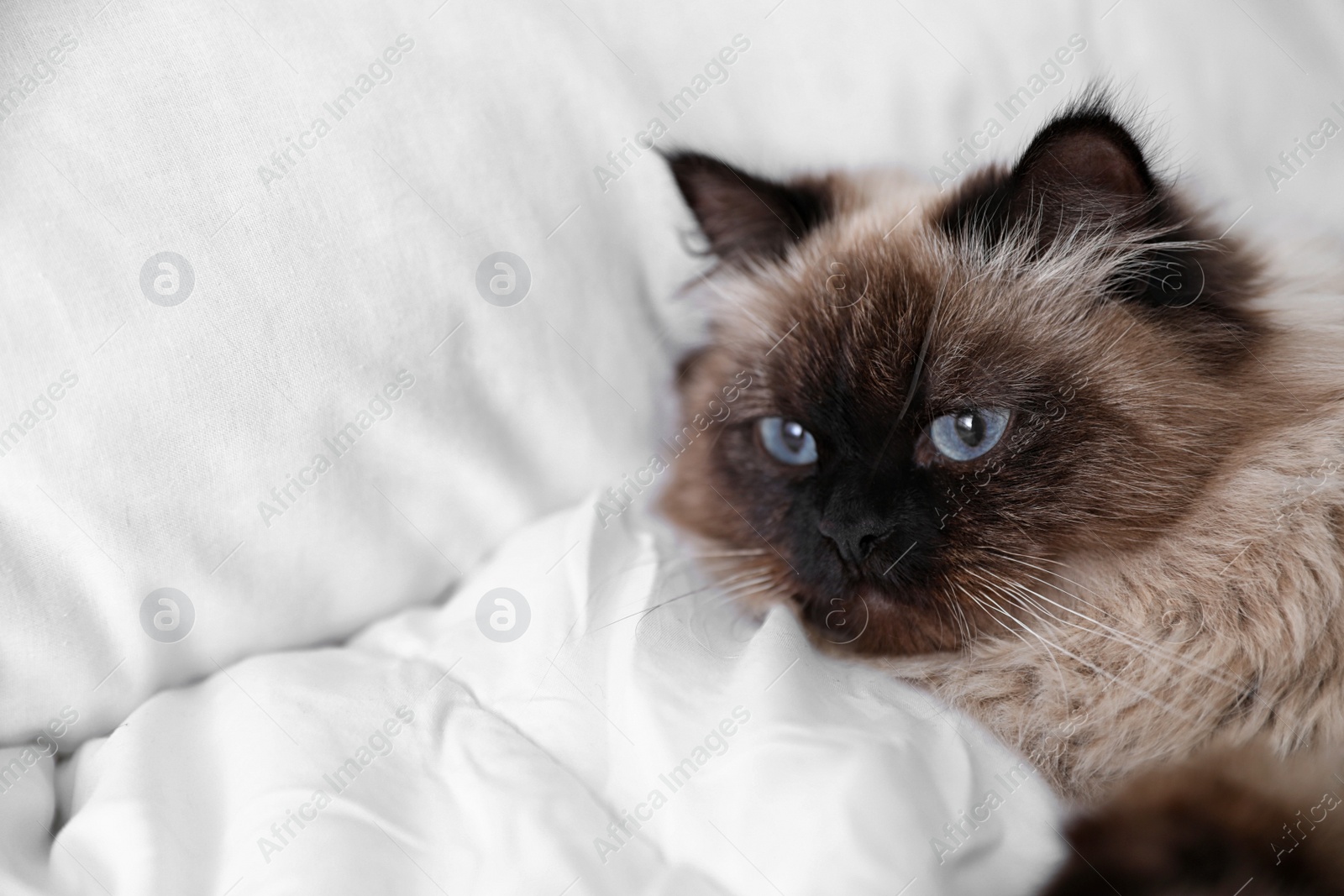 Photo of Cute Balinese cat on bed at home, space for text. Fluffy pet