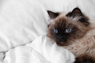 Photo of Cute Balinese cat on bed at home, space for text. Fluffy pet