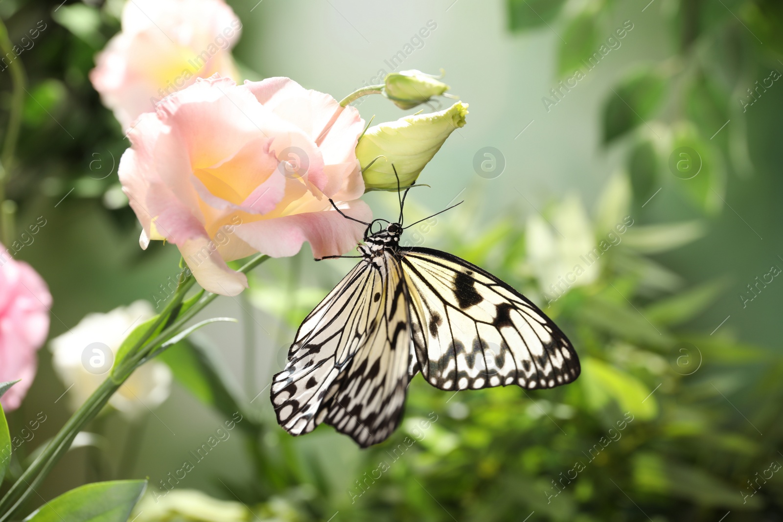 Photo of Beautiful rice paper butterfly on pink flower in garden