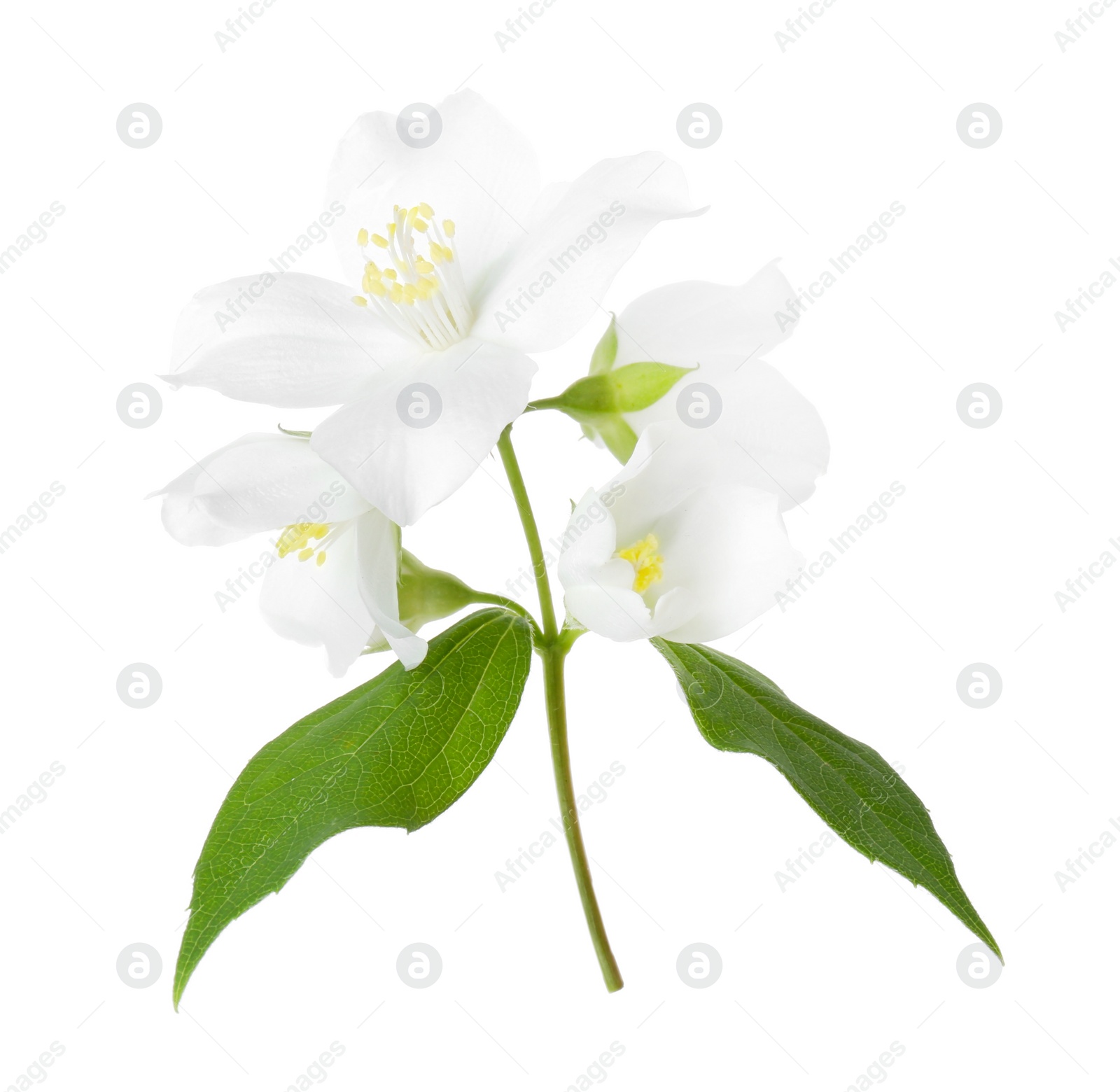 Photo of Branch of jasmine flowers and leaves isolated on white