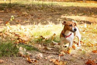 Cute Jack Russell terrier in park. Autumn walk