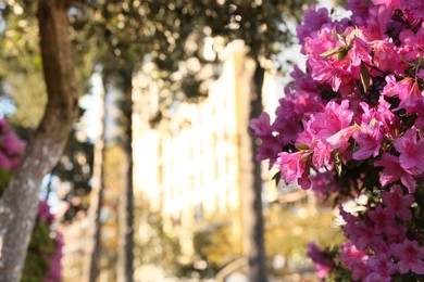 Photo of Beautiful Rhododendron bush with pink flowers growing outdoors. Space for text