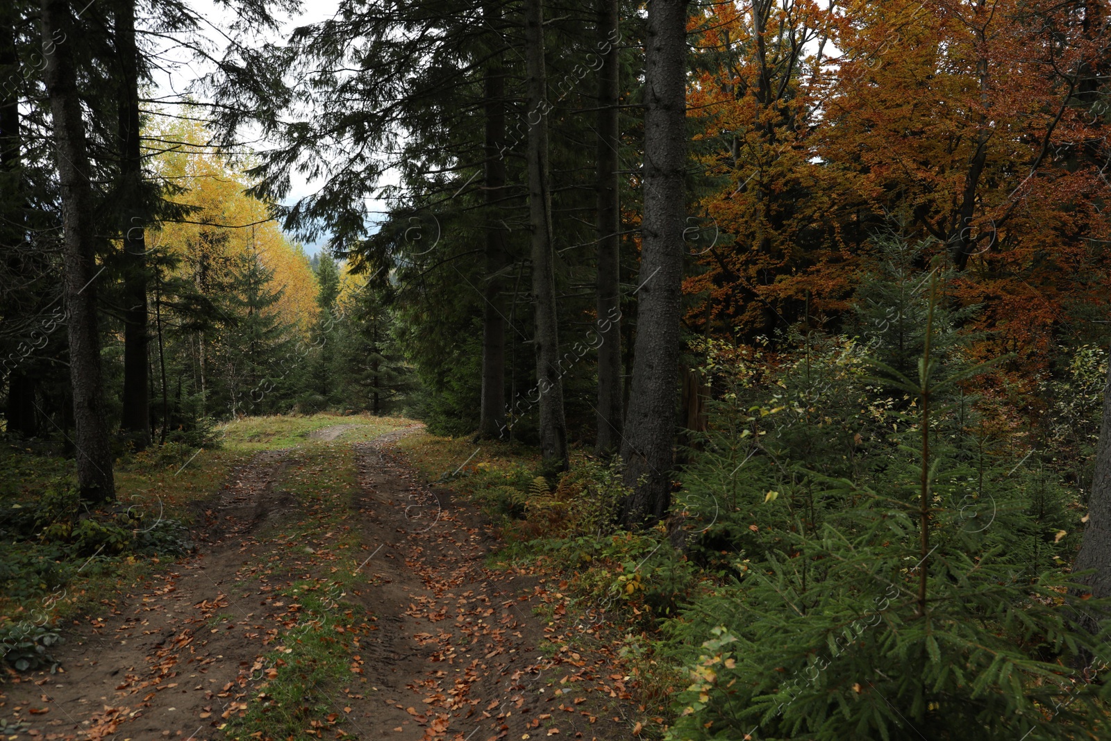 Photo of Beautiful view of pathway strewed with autumn leaves in forest