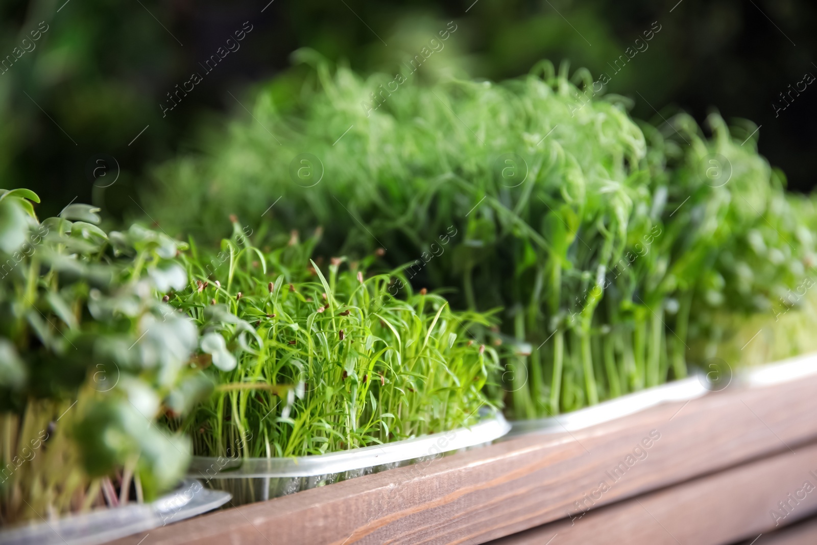 Photo of Fresh organic microgreens in wooden crate, closeup