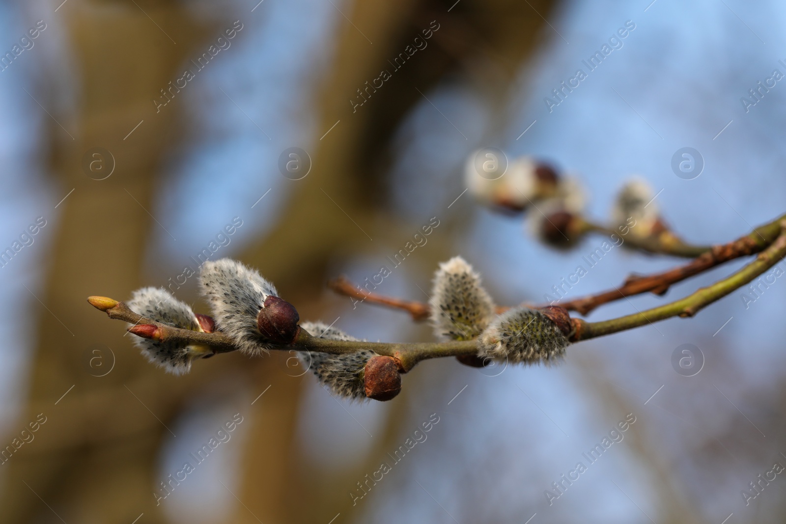 Photo of Beautiful pussy willow branches with catkins outdoors, closeup