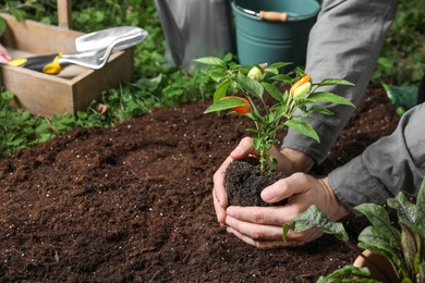 Photo of Man transplanting pepper plant into soil in garden, closeup. Space for text