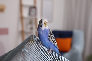 Photo of Beautiful light blue parrot on cage indoors. Cute pet