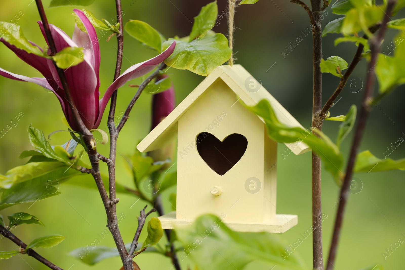 Photo of Yellow bird house on blooming magnolia tree outdoors