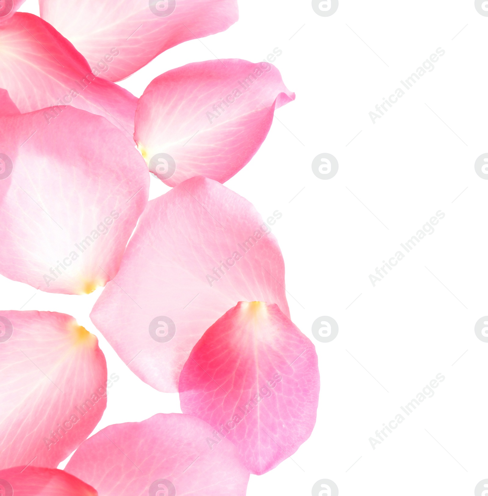 Photo of Fresh pink rose petals on white background, top view