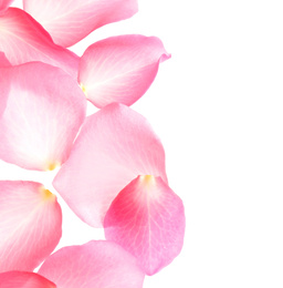 Fresh pink rose petals on white background, top view