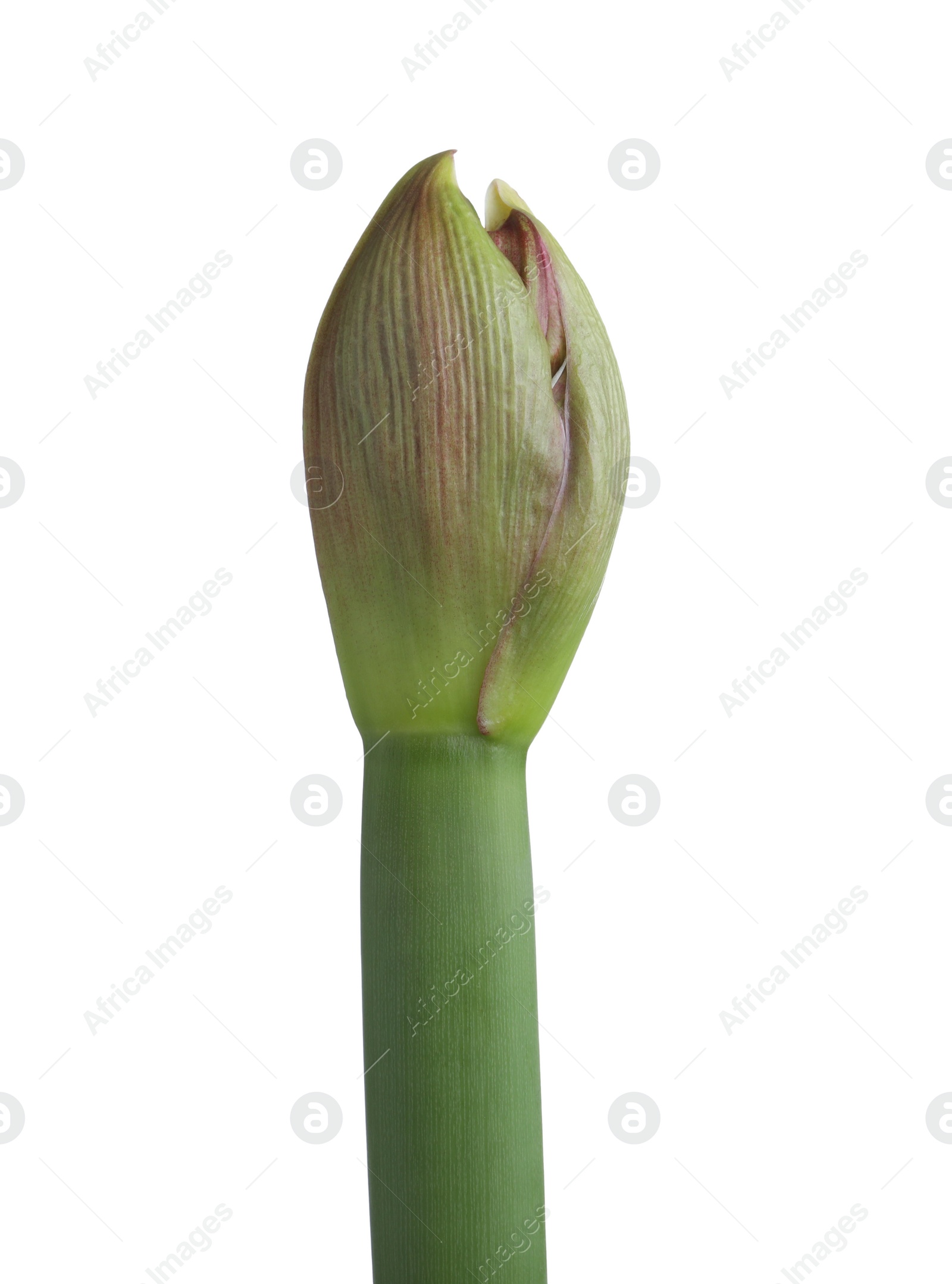 Photo of Beautiful fresh amaryllis bud on white background