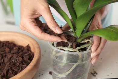 Woman transplanting orchid plant on table, closeup