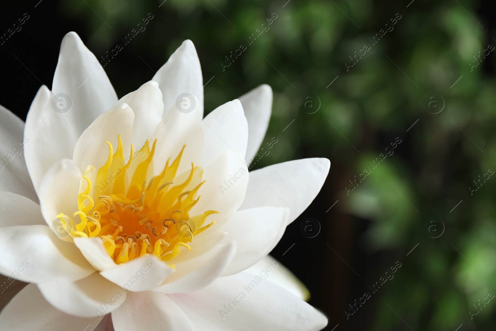 Photo of Beautiful white lotus flower on blurred green background, closeup