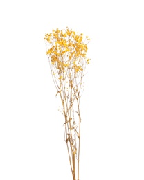 Beautiful tender dried flowers on white background.