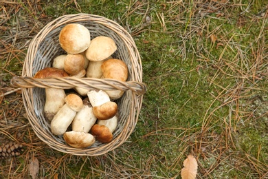 Photo of Basket full of fresh porcini mushrooms in forest, top view. Space for text