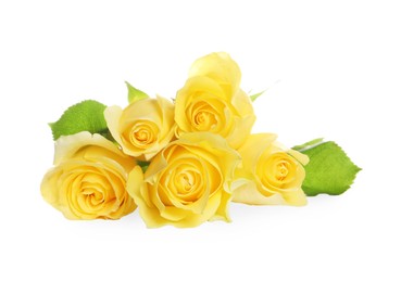 Beautiful fresh yellow roses with leaves isolated on white