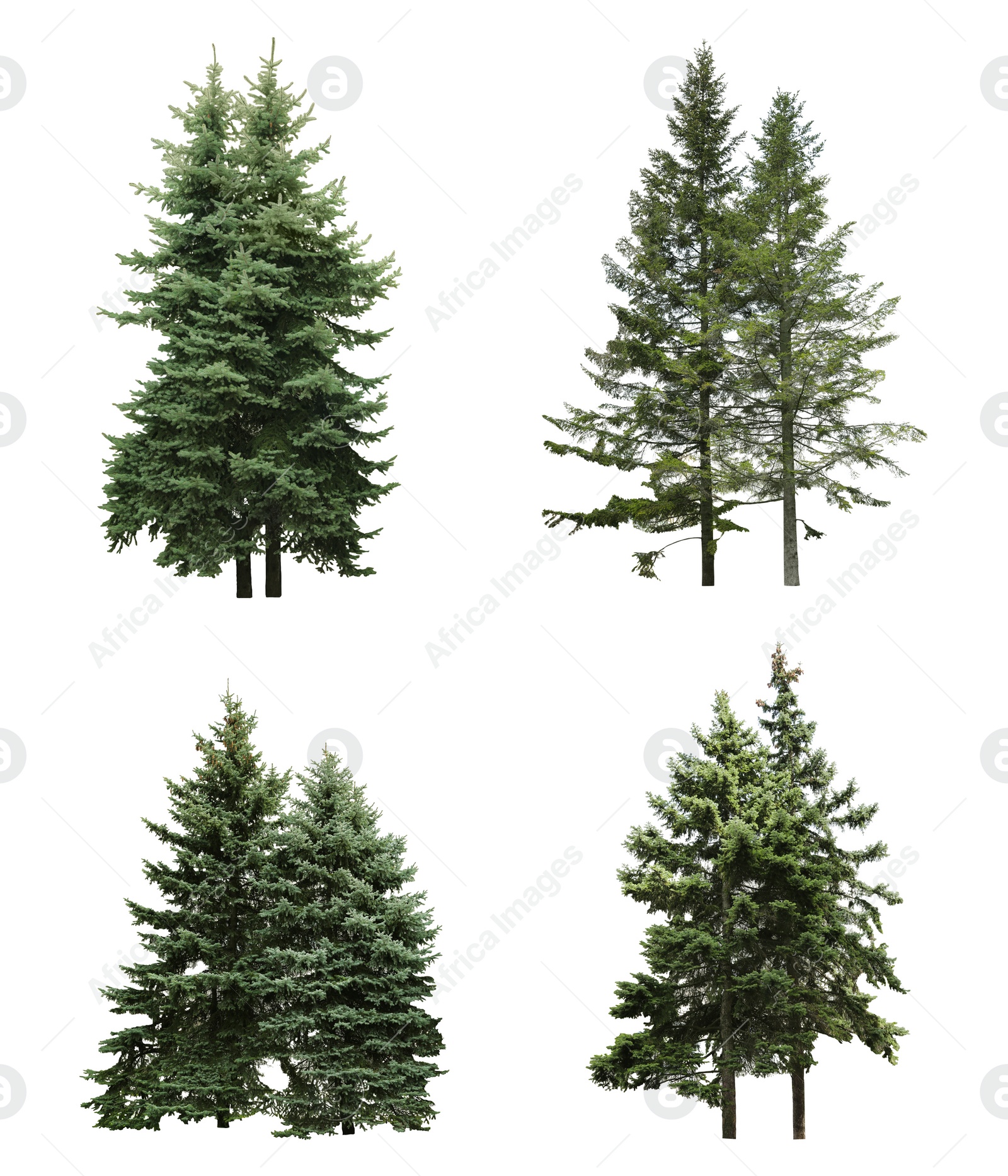 Image of Beautiful evergreen fir trees on white background, collage 